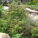 Bruny Island et sa végétation