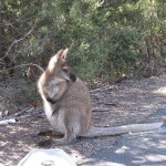 Freycinet - Wallaby