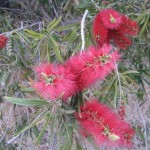 kangaroo Island - Arbuste au fleur étrange