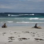 kangaroo Island - Lions de mer sur la plage