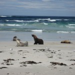 kangaroo Island - Lions de mer