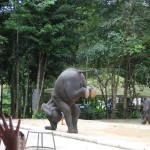 Spectacle éléphants à Ko Samui