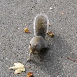 L'écureuil du Québec