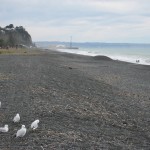 Napier - Sa plage de galets