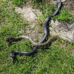 Nature World - Déjeuner des serpents