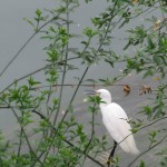 Rivière Jinjiang, une aigrette