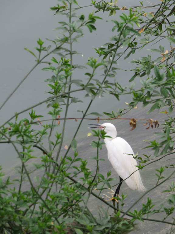 Rivière Jinjiang, une aigrette