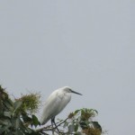 Rivière Fu He, une aigrette