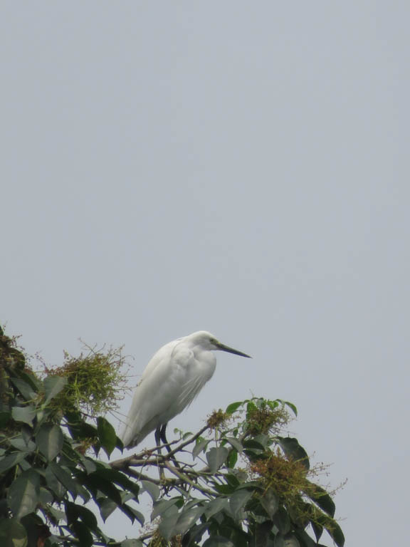 Rivière Fu He, une aigrette