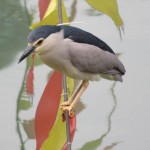 Rivière Jinjiang, un oiseau