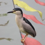 Rivière Jinjiang, un oiseau