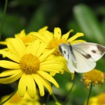 Encore une belle fleur et un papillon