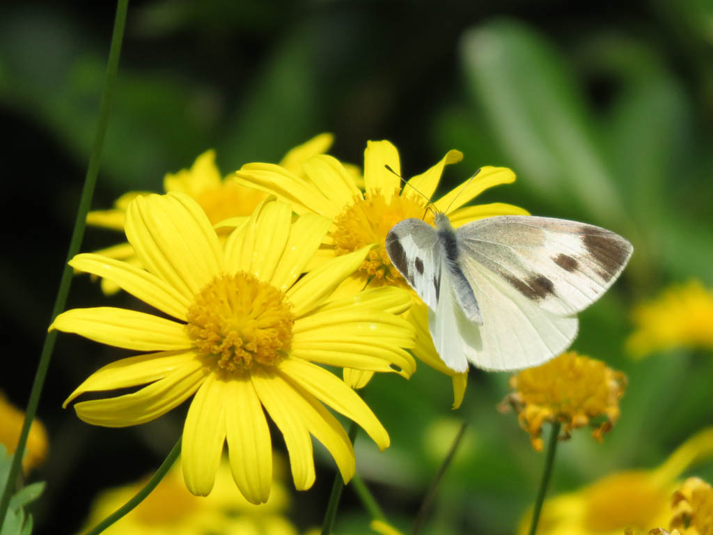 Encore une belle fleur et un papillon
