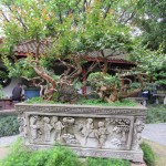 People's Park - Un magnifique bonsaï