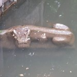 Parc Wuhou Ci - dragon dans l'eau