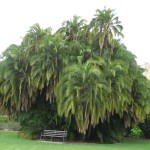 Adélaïde - Arbre du jardin botanique