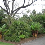 Adélaïde - Jardin botanique