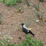 Adélaïde - Oiseau du jardin botanique