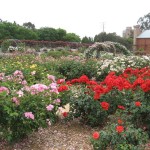 Adélaïde - Jardin botanique, roses