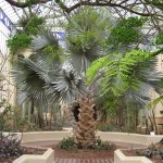 Adélaïde - Jardin botanique, serre tropicale