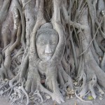 Temple Wat Mahathat - Bouddha dans un figuier