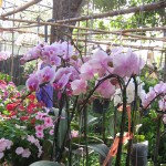 Marché aux fleurs d'Ayutthaya