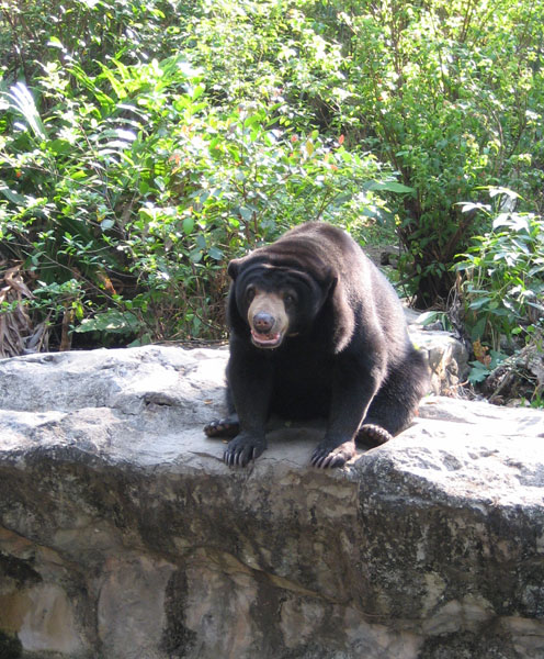 Zoo de Bangkok - Ours asiatique