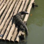 Zoo de Bangkok - Varan