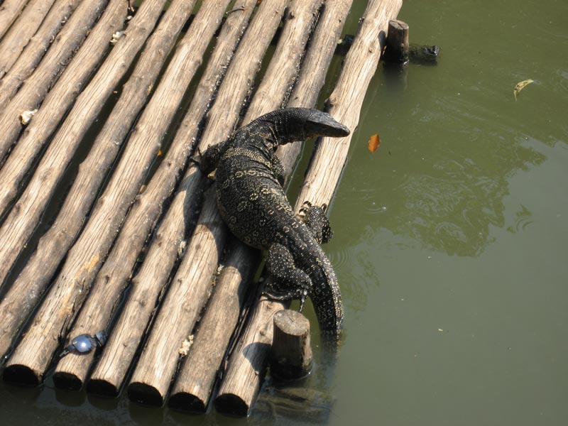 Zoo de Bangkok - Varan