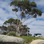 Bicheno - Un magnifique Eucalyptus