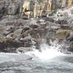 Bruny Island - Lions de mer