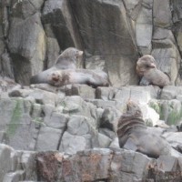 Bruny Island - Lions de mer