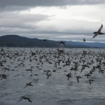 Bruny Island - Oiseaux Muttonbird