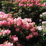 Dunedin - Rhododendrons du jardin botanique