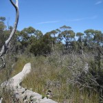 Freycinet - Bush