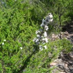 Freycinet - Kunzea