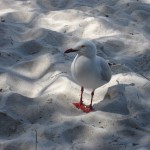 Freycinet - Mouette