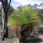 Freycinet - Plante