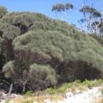 Freycinet - Arbre