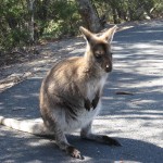 Freycinet - Wallaby