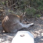 Freycinet - Wallaby, pose relax