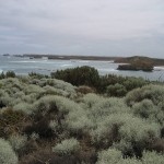 Great Ocean Road - La mer et ses plantes