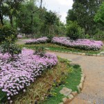 Parc, des fleurs