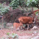 Paysan Hani et son troupeau