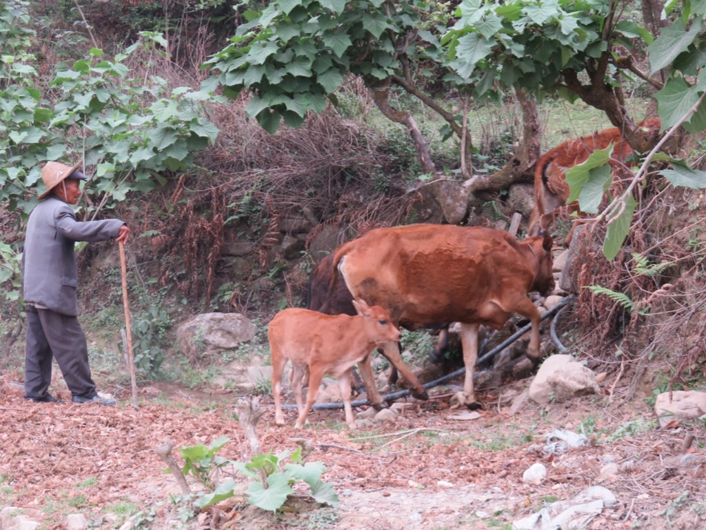 Paysan Hani et son troupeau