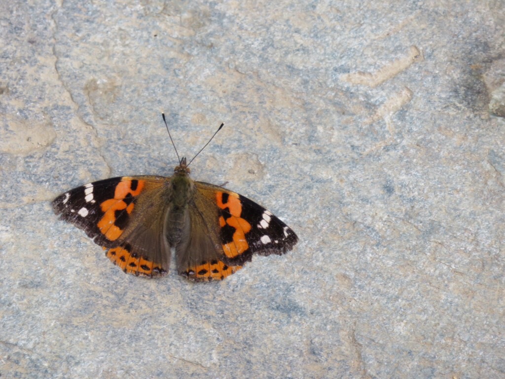 Un joli papillon