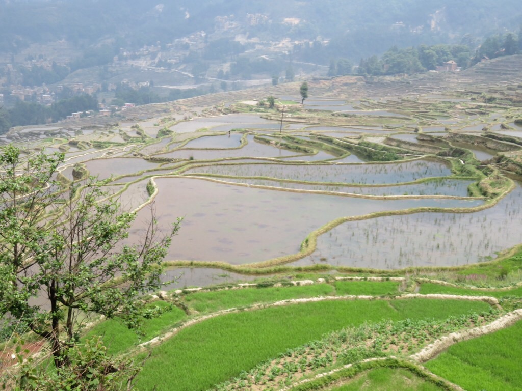 Vue sur les rizières