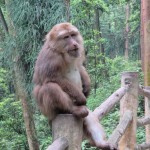 Mont Emei, position singe relax