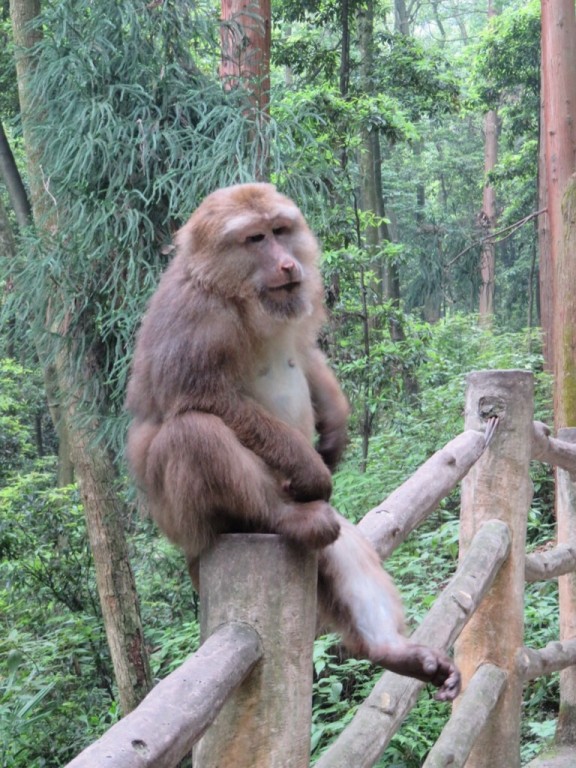 Mont Emei, position singe relax