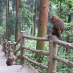 Mont Emei, le jeune et le vieux